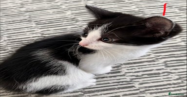 British Longhair cats - Advert 3