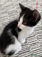 British Longhair cats - Advert 3