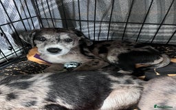 Mixed Breed dogs for sale: Lurcher x lab pups READY NOW!! - Image 25