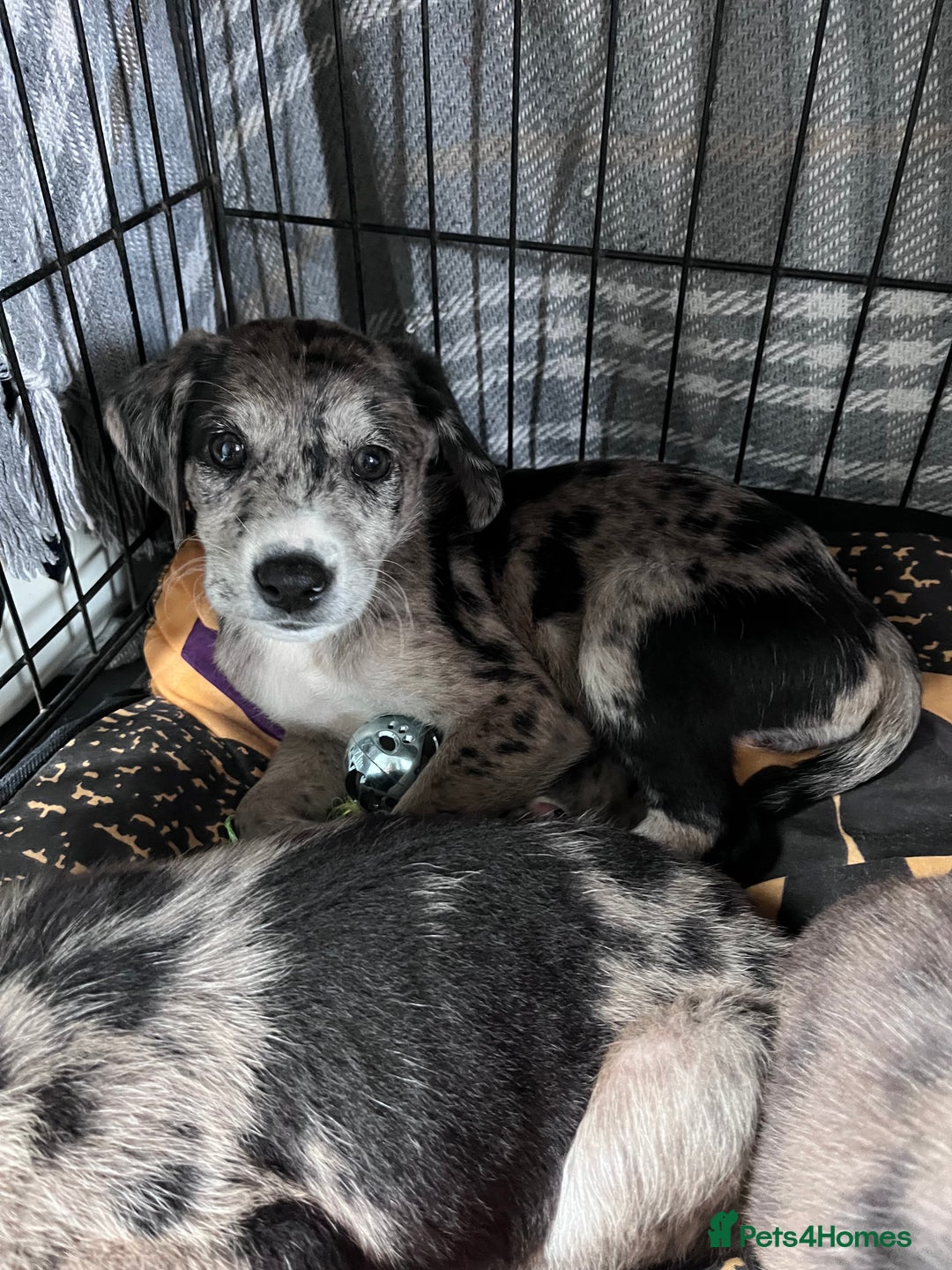 Mixed Breed dogs for sale: Lurcher x lab pups READY NOW!! - Image 25