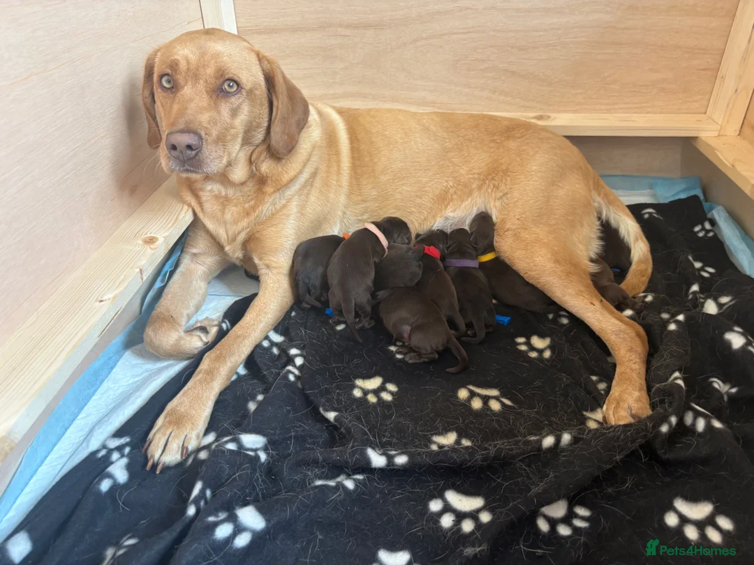 Labrador Retriever dogs for sale: Beautiful Chocolate Labs - Advert 1