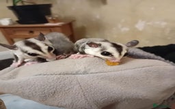 Sugar Glider rodents for sale: Male and female whiteface x £200 each. - Image 1
