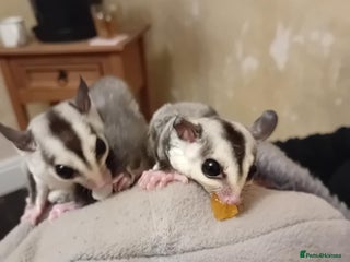 Sugar Glider rodents - Advert 1