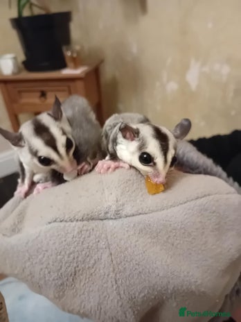 Sugar Glider rodents - Advert 1