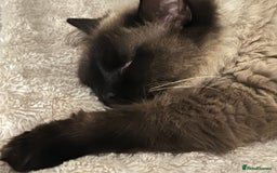 Bengal cats for sale: MUST GO TOGETHER  - Advert 3