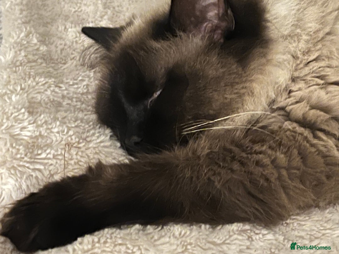 Bengal cats for sale: MUST GO TOGETHER  - Advert 3