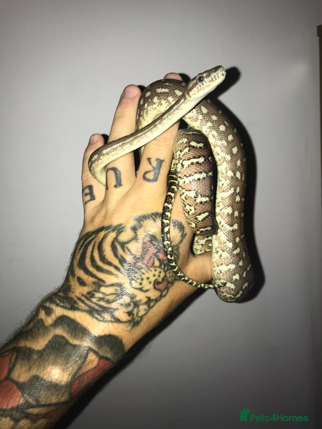 Python Snake reptiles for sale: Morelia bredli python male  - Image 15