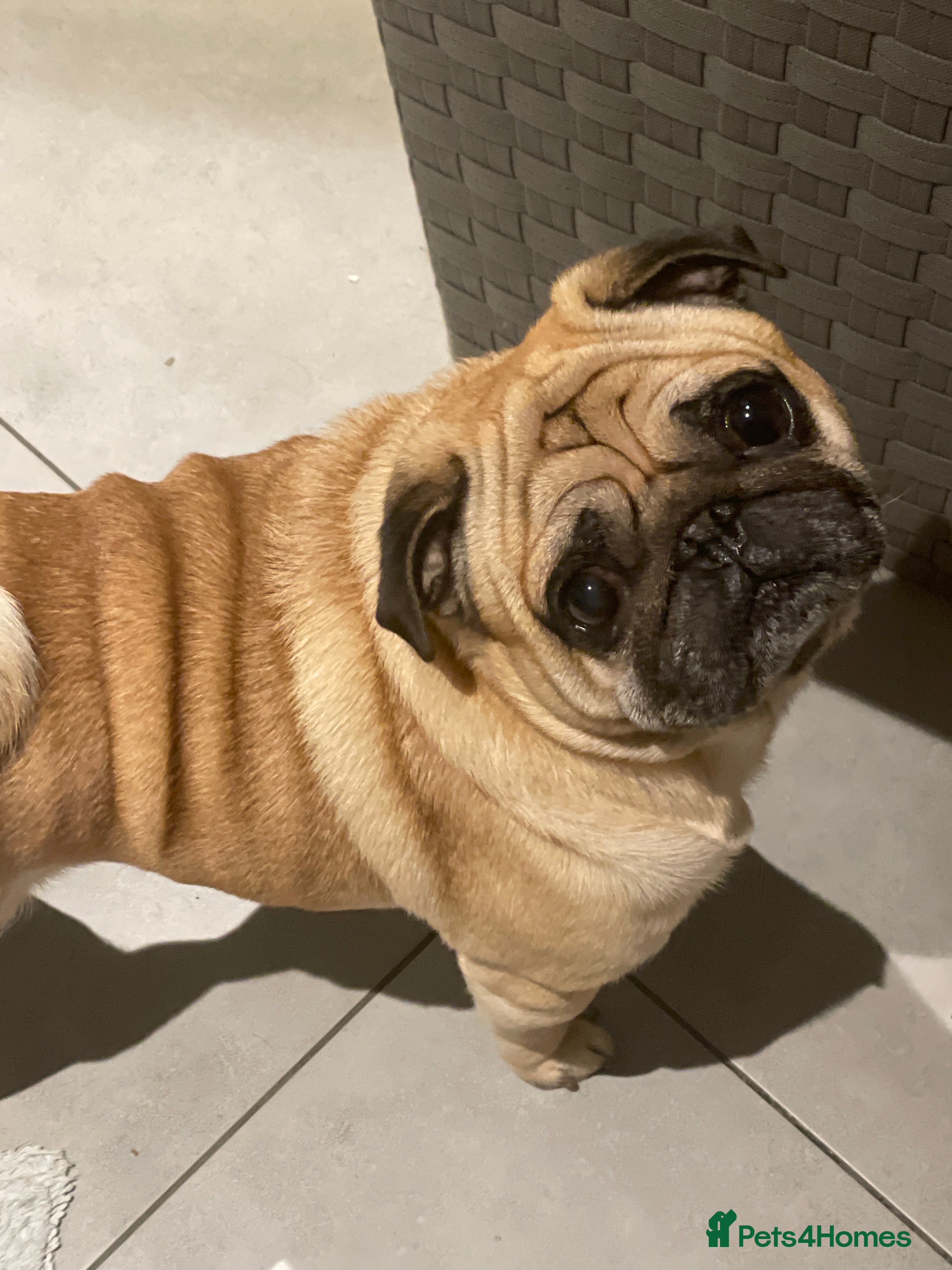 Pug dogs Male Pug available for stud- pick of litter - Advert 2