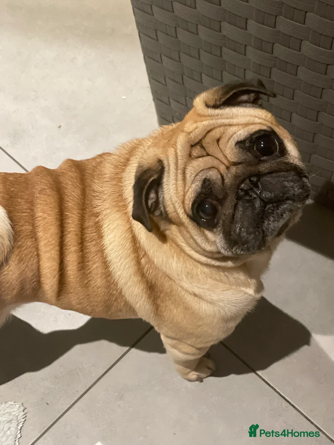 Pug dogs for stud: Male Pug available for stud- pick of litter - Advert 1