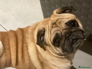 Pug dogs Male Pug available for stud- pick of litter - Advert 2