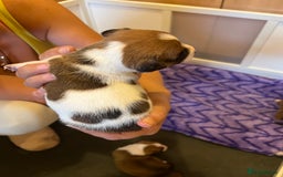 Jack Russell dogs for sale: 6 Jack Russell Puppies  - Image 9