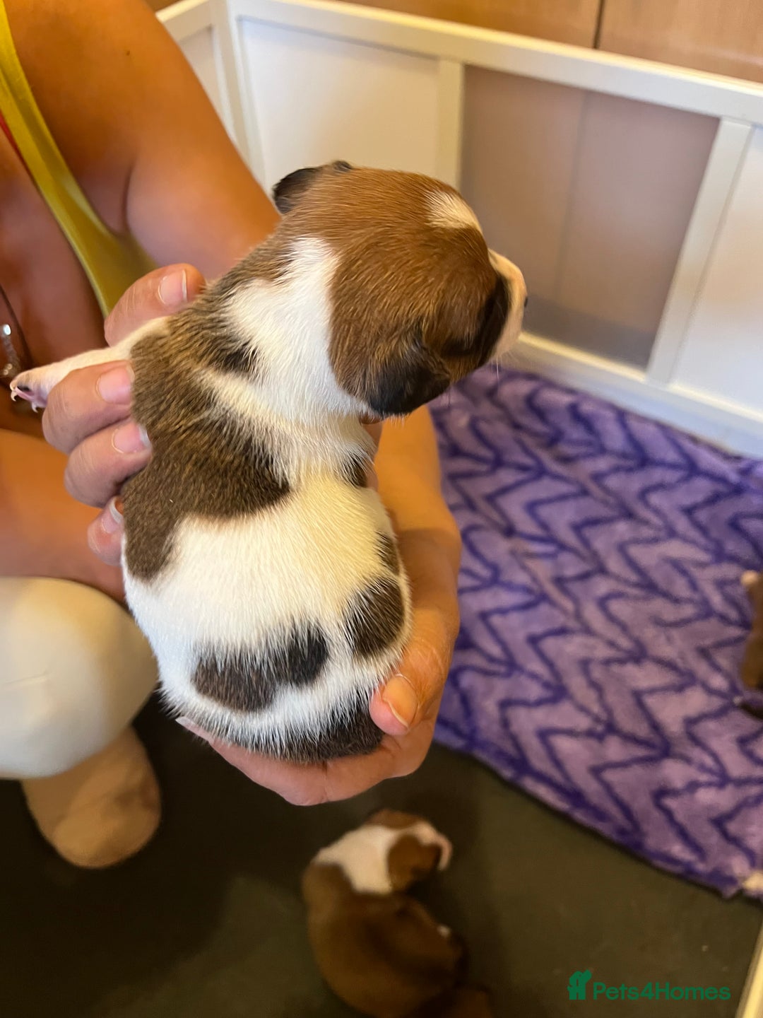 Jack Russell dogs for sale: 6 Jack Russell Puppies  - Image 9
