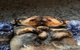 Miniature Dachshund dogs for sale: Miniature Wire-Haired Dachshund in Crediton - Image 1