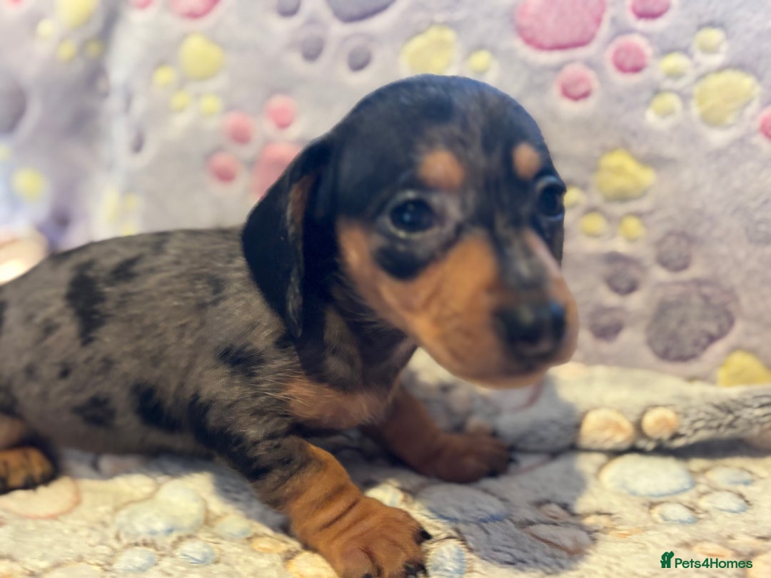 Dachshund dogs for sale: Stunning Miniature Dachshund Pups - Image 10