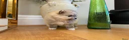 Pomeranian dogs for sale: Pomempire KC Pomeranian – Orange Teddy Bear Boy - Advert 11