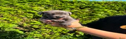 Cane Corso dogs for sale: Cane Corso puppies - Advert 23
