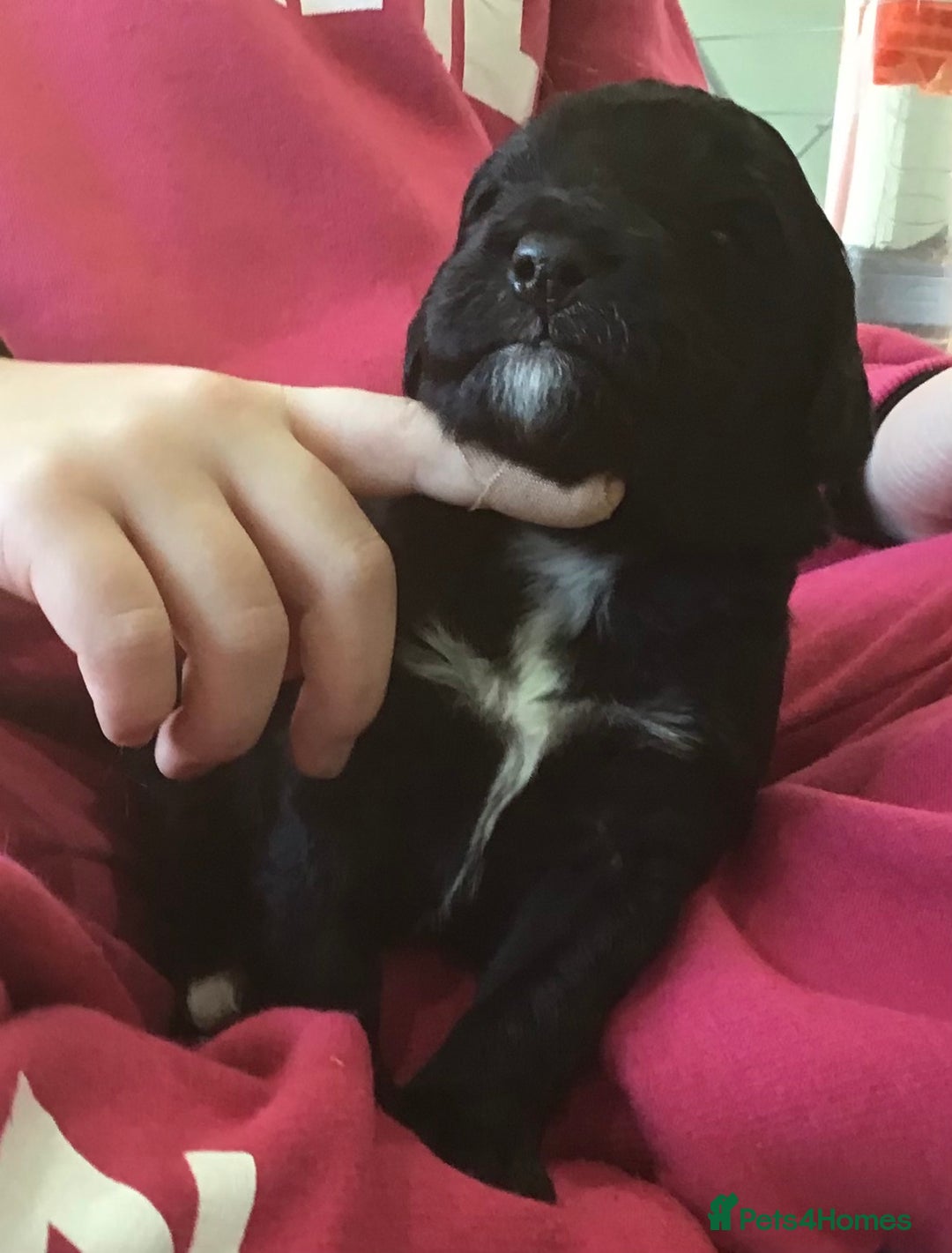 Bernedoodle dogs for sale: EXCEPTIONAL MINI BERNADOODLE PUPS. - Advert 17