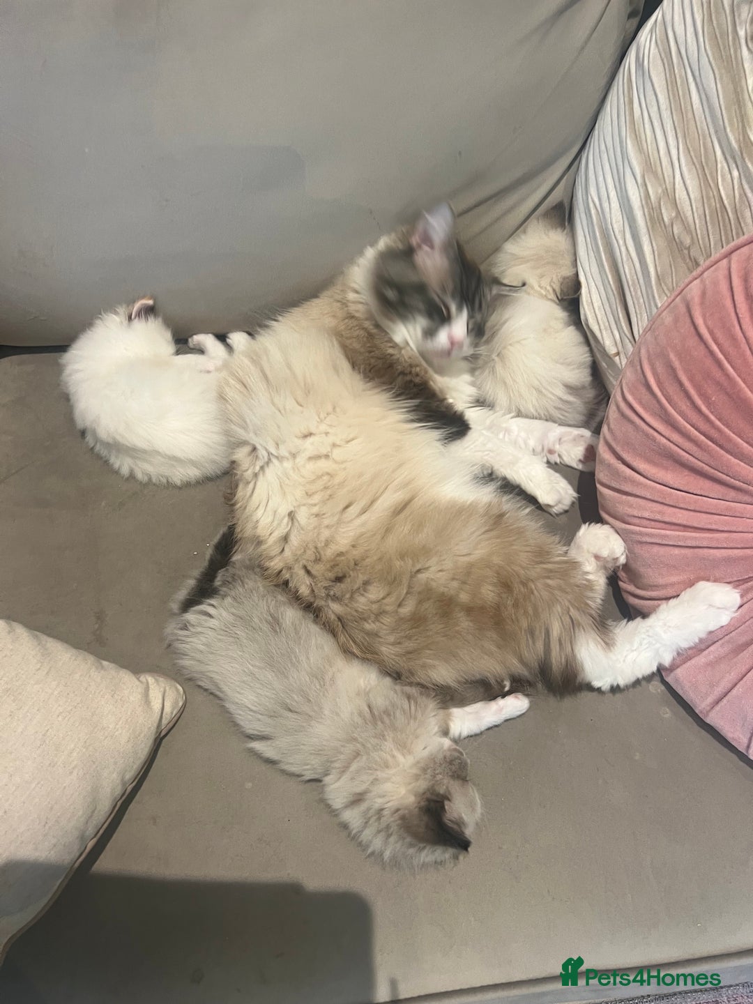 Ragdoll cats for sale: 2 fluffy ragdoll girls READY NOW - Image 10