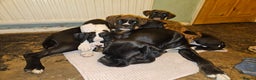 Boxer dogs for sale: READY NOW Kc reg sealed brindle fully vac  - Advert 22