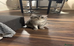 Scottish Fold cats for stud: Beautiful Scotish fold boy for stud  - Advert 4