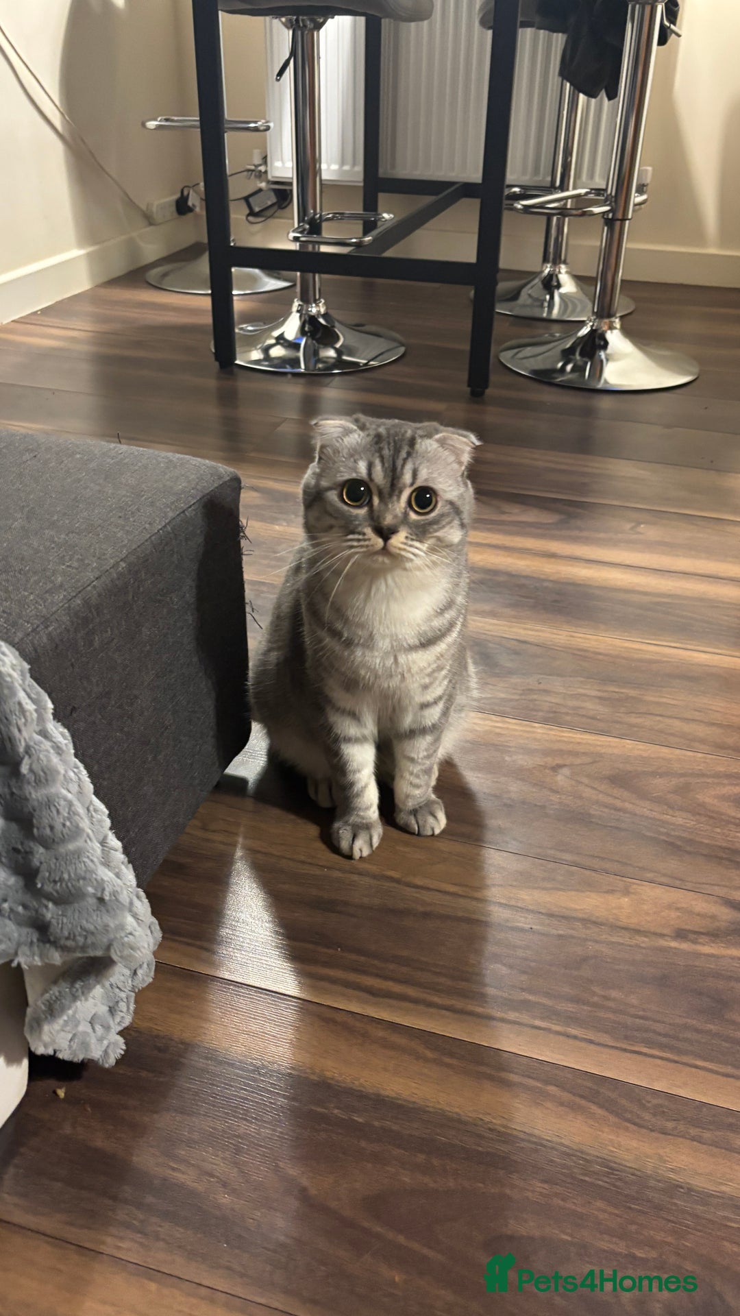 Scottish Fold cats for stud: Beautiful Scotish fold boy for stud  - Advert 4