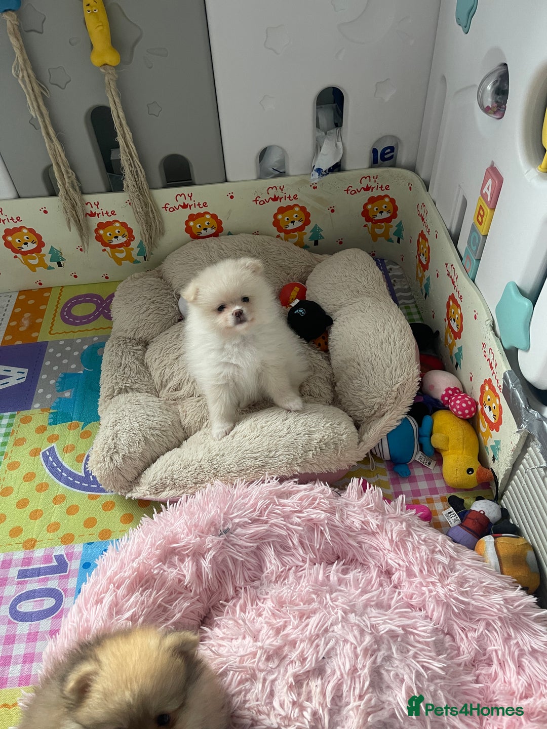 Pomeranian dogs for sale: Beautiful Pomerian Boy  - Image 8