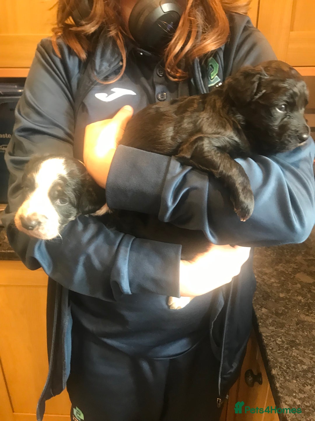 Mixed Breed dogs for sale: Collie x sprocker  - Image 3