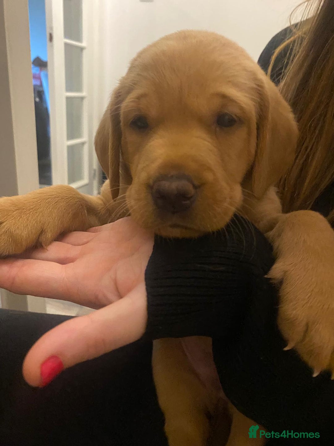 Labrador Retriever dogs for sale: Fox red labrador pups Glasgow  - Advert 37