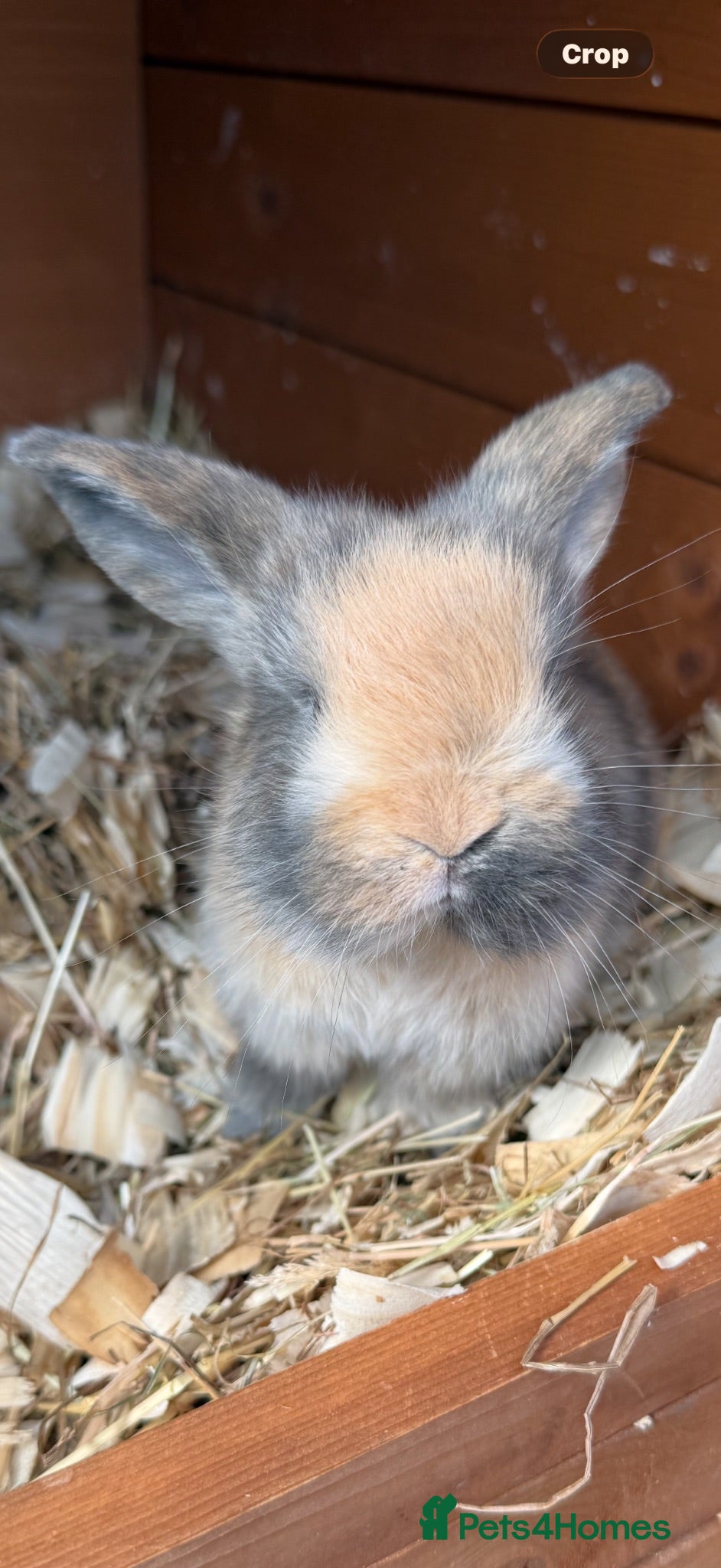 French Lop rabbits 💕Stunning pure bred French lops 💕 - Advert 17