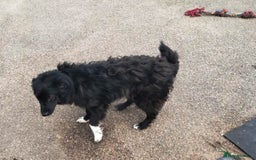 Mixed Breed dogs for adoption: Daisy, a Beautiful Soul - for a Loving Home in Nottingham - Image 19