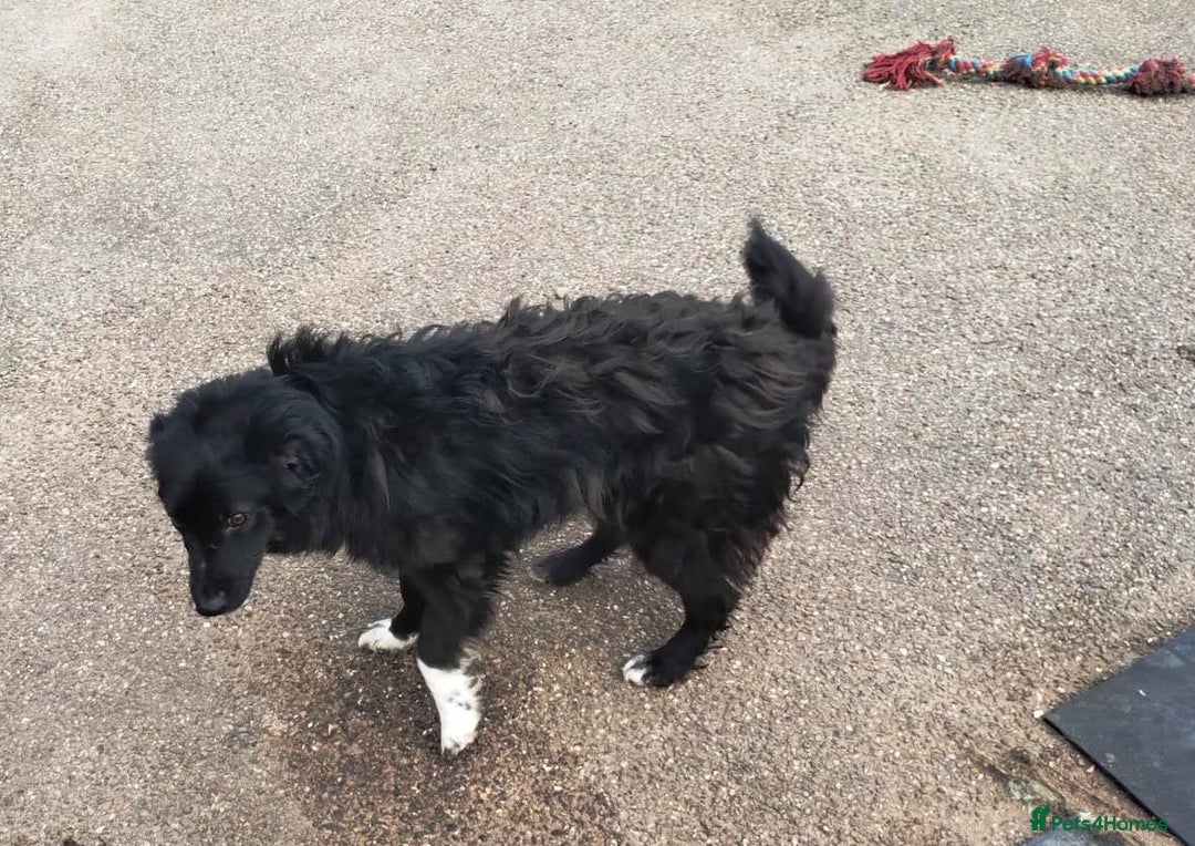 Mixed Breed dogs for adoption: Daisy, a Beautiful Soul - for a Loving Home in Nottingham - Image 19