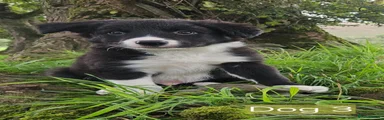 Border Collie 3