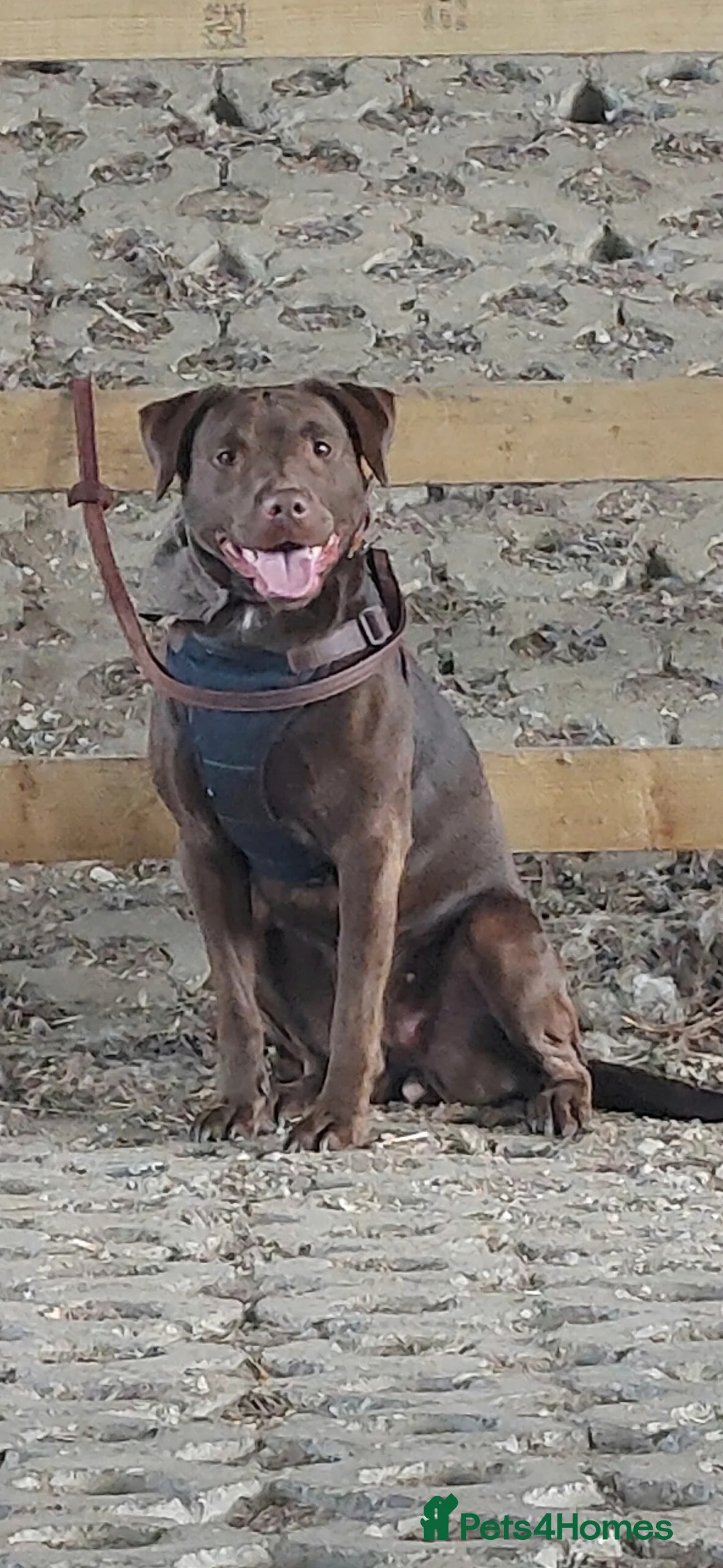 Mixed Breed dogs for sale: Beautiful pup for rehoming! - Advert 9