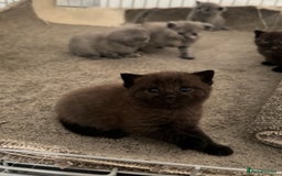 British Shorthair cats for sale: British shorthair kittens READY NOW❤️ - Image 9
