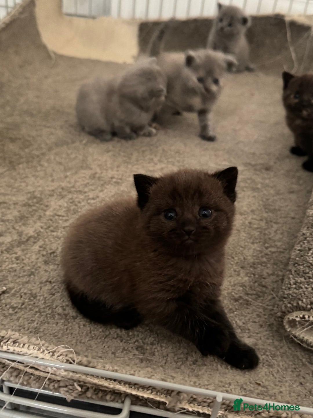 British Shorthair cats for sale: British shorthair kittens READY NOW❤️ - Image 9