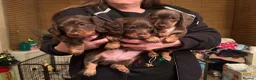 Miniature Dachshund dogs for sale: miniature dachshund puppies - Advert 13
