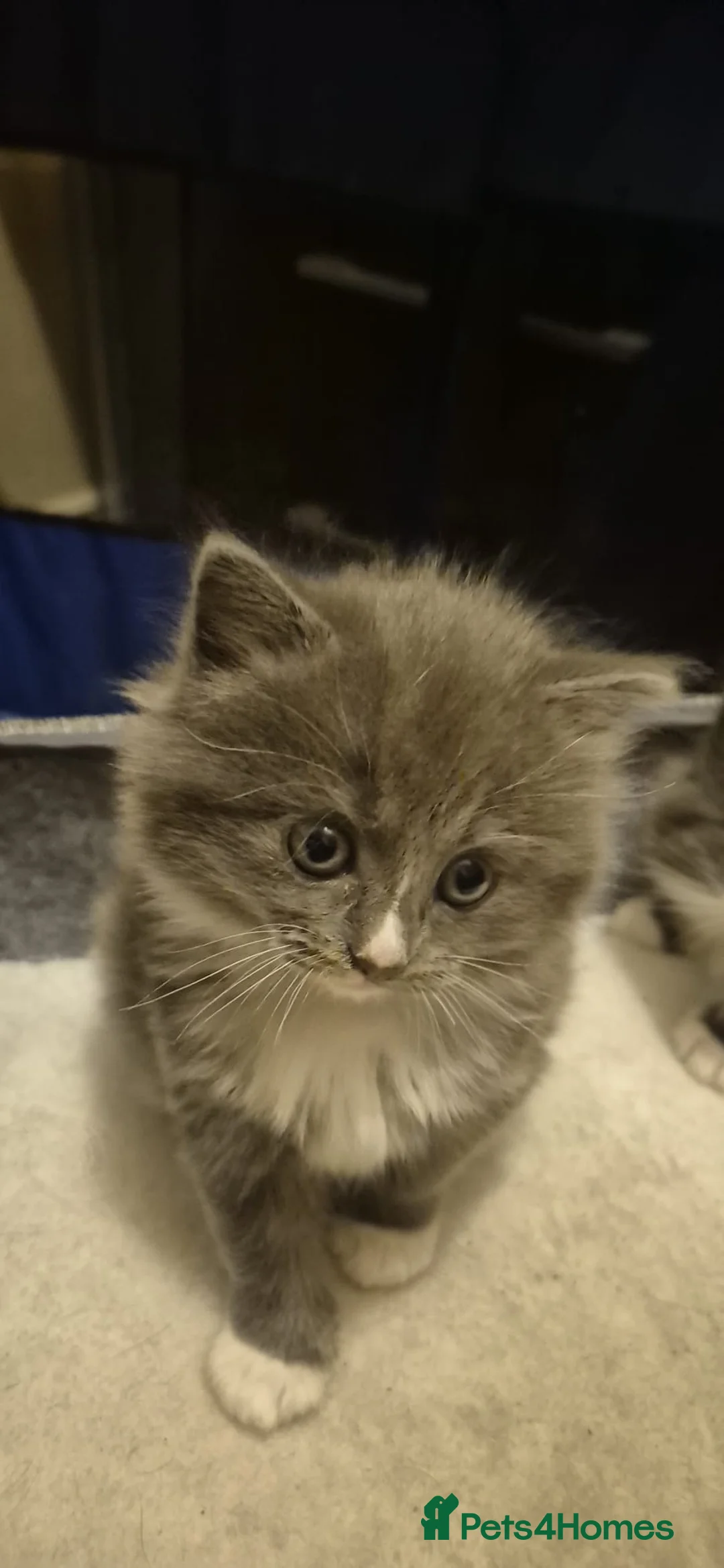 Ragdoll cats for sale: Ragdoll cross kittens  - Advert 2