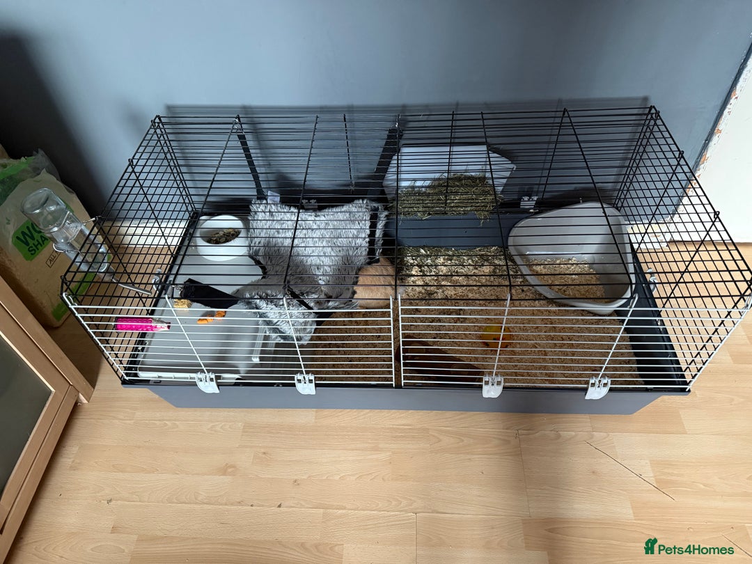 Mini Lop rabbits for sale: Beautiful girl for new home - Advert 6