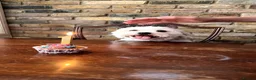 Bichon Frise dogs for sale: Leo - Bichon Frise - Advert 3