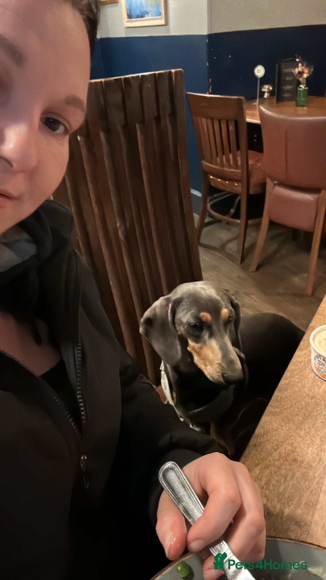 Miniature Dachshund dogs for stud: For stud - Advert 2