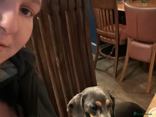 Miniature Dachshund dogs For stud - Advert 2