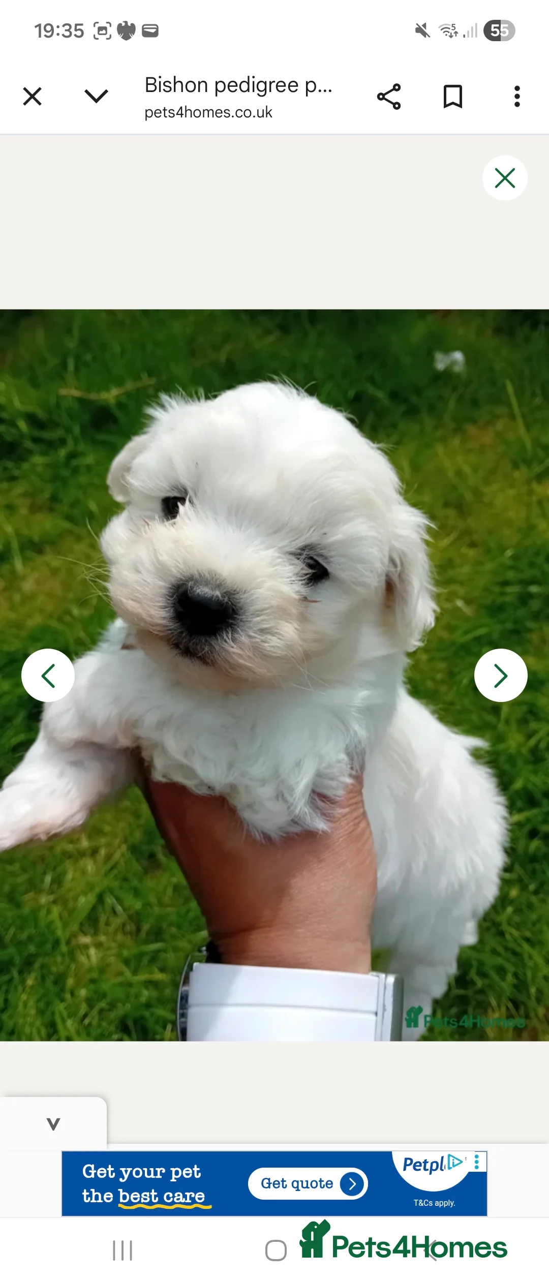 Bichon Frise dogs for sale: Bishon pedigree puppys - Advert 2