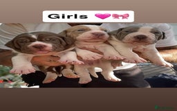 Mixed Breed dogs for sale: 6 beautiful puppies  - Image 2