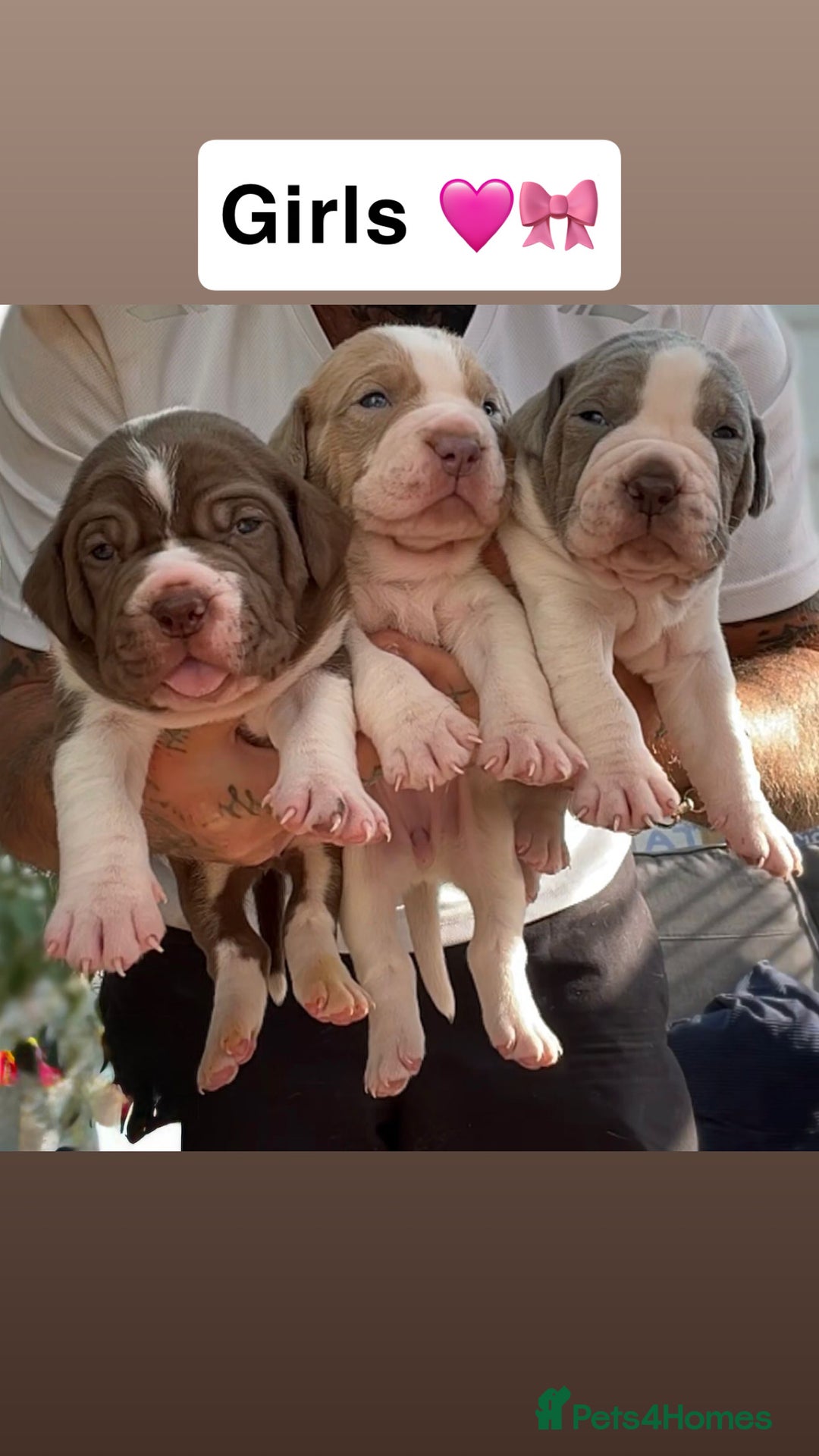 Mixed Breed dogs for sale: 6 beautiful puppies  - Image 2
