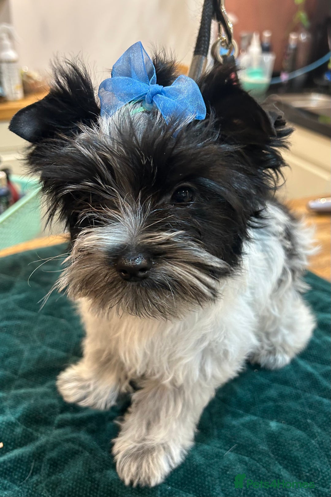 Mixed Breed dogs for sale: Biewer Terrier 2 boys , parents DNA tested. - Image 7