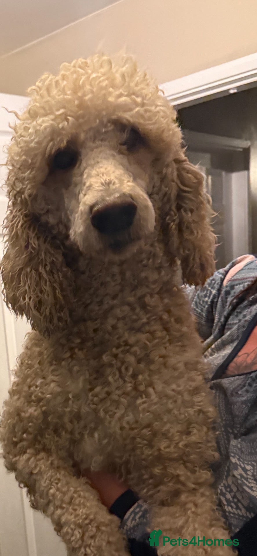 Standard Poodle dogs Standard poodle - Advert 4