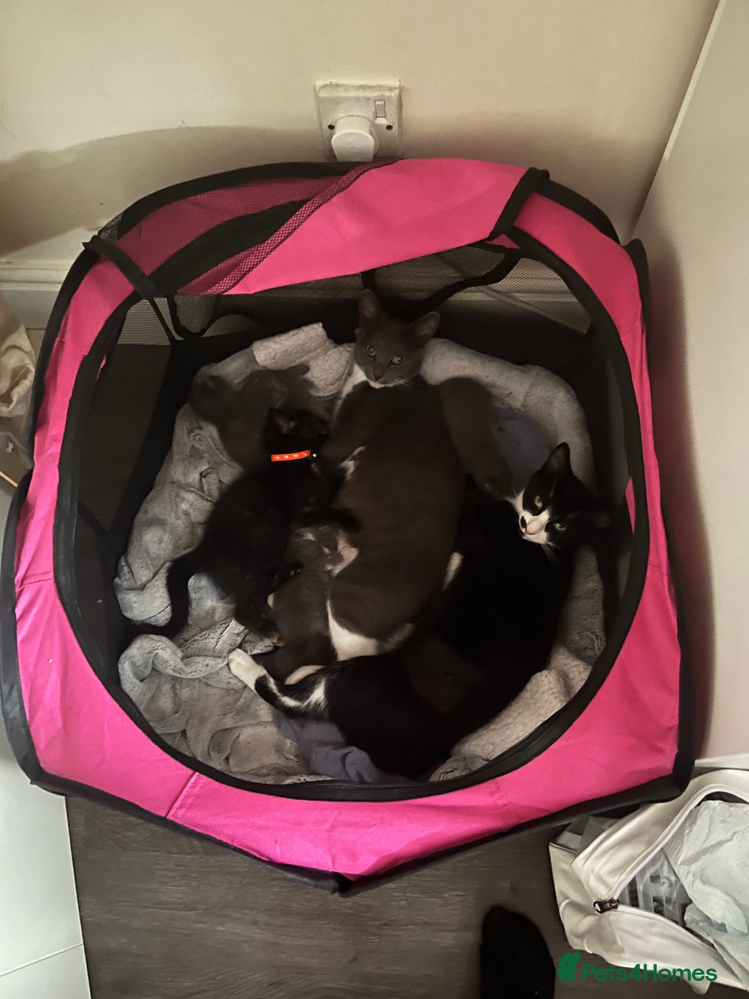Mixed Breed cats for sale: Grey kittens  - Image 8