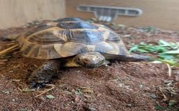 Tortoise reptiles for sale: Greek Spur thigh toirtose  - Image 2