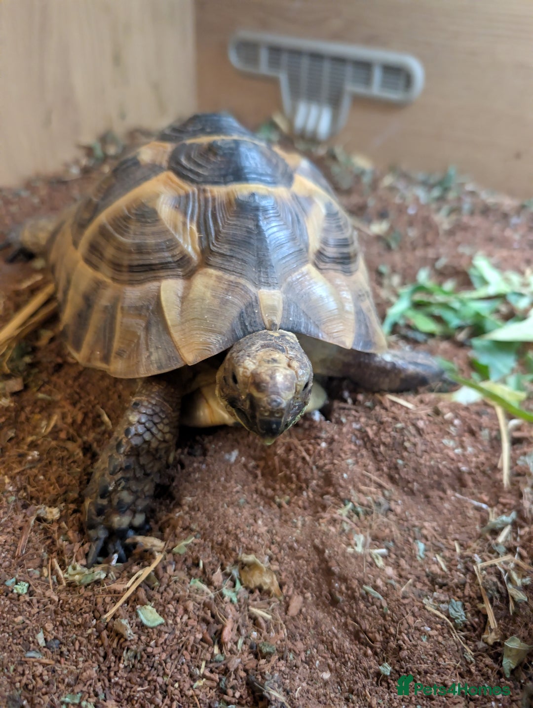Tortoise reptiles for sale: Greek Spur thigh toirtose  - Image 2