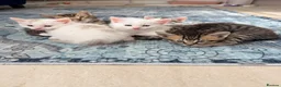 Bengal cats for sale:  Bengal x kittens  in Bristol - Advert 29